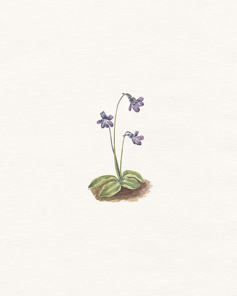 Delicate Purple Bloom art print by Wild Violets for $57.95 CAD