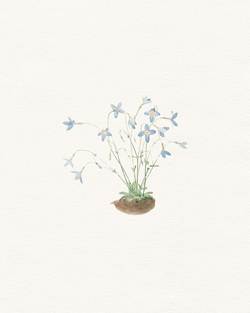 Delicate Blue Flowers art print by Wild Violets for $57.95 CAD