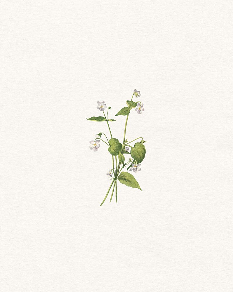 Delicate Wildflower Stems art print by Wild Violets for $57.95 CAD