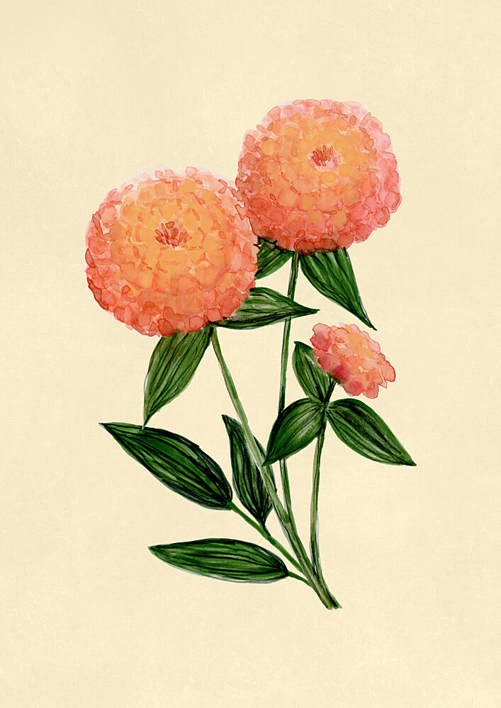 Warm Peach Zinnias art print by Rosana Laiz Blursbyai for $57.95 CAD