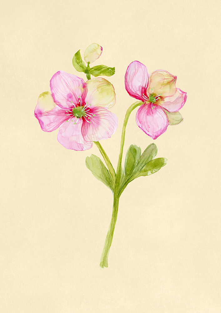 Soft Pink Hellebore art print by Rosana Laiz Blursbyai for $57.95 CAD