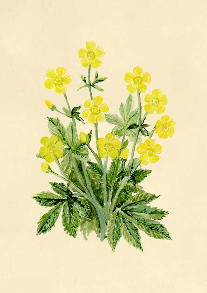 Yellow Buttercup Bouquet art print by Rosana Laiz Blursbyai for $57.95 CAD