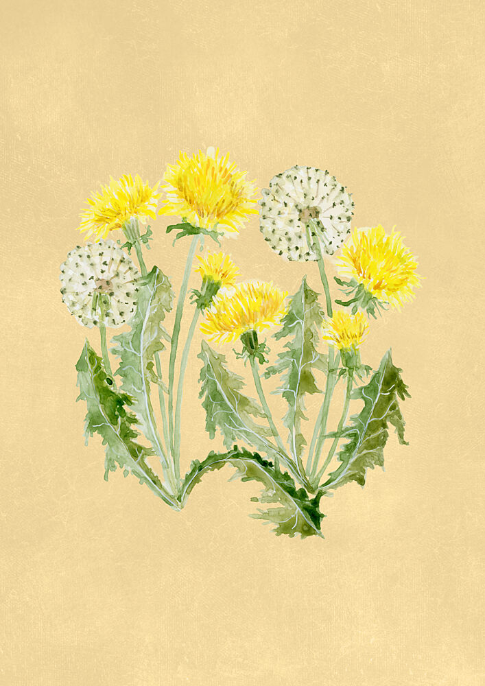Dandelion Yellow and White art print by Rosana Laiz Blursbyai for $57.95 CAD