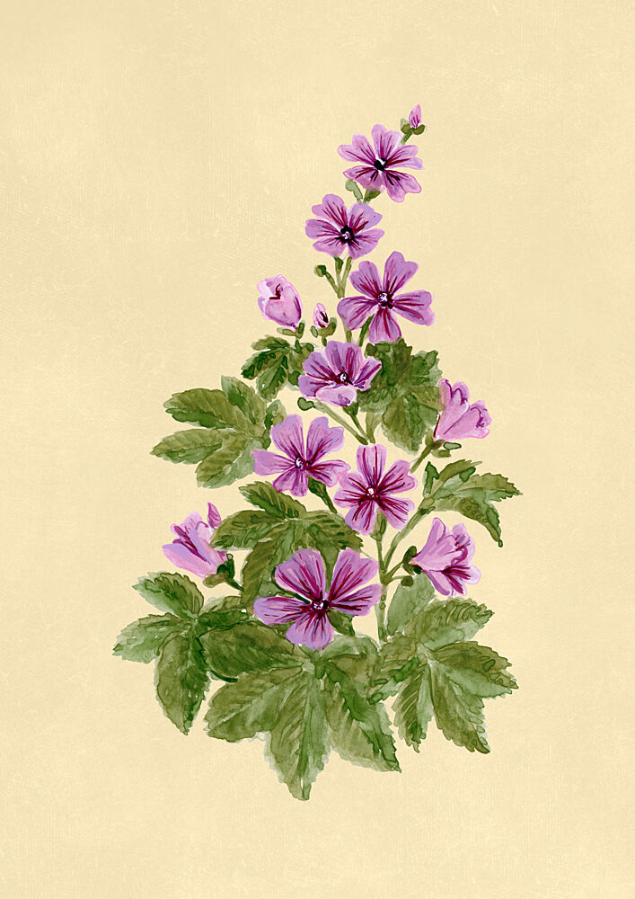 Delicate Purple Mallow Blooms art print by Rosana Laiz Blursbyai for $57.95 CAD
