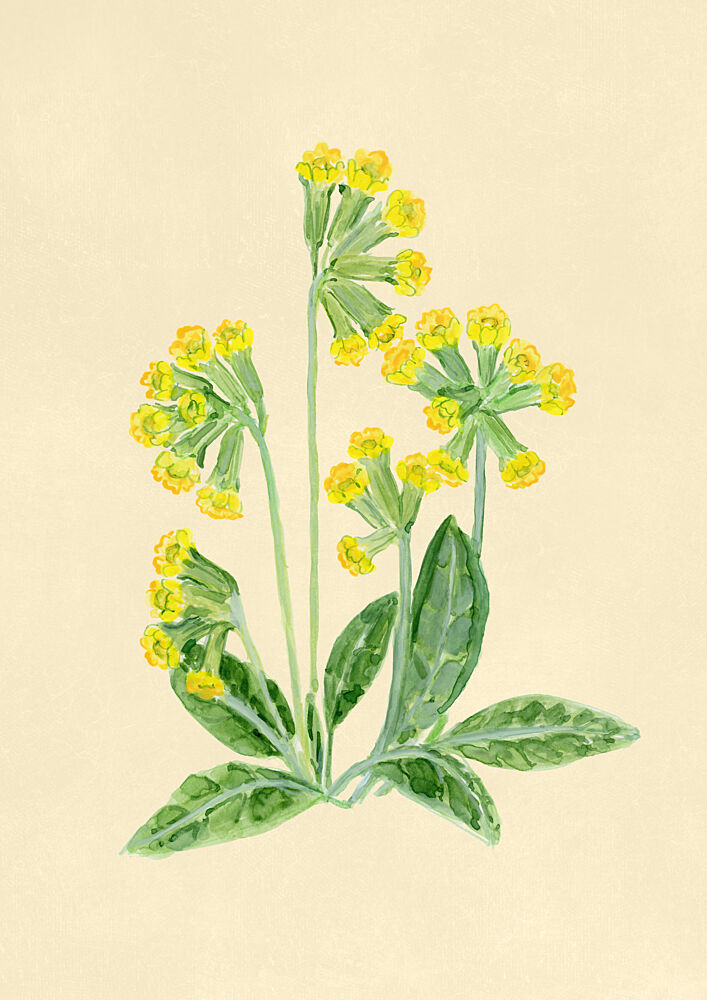 Yellow Cowslip Blooms art print by Rosana Laiz Blursbyai for $57.95 CAD