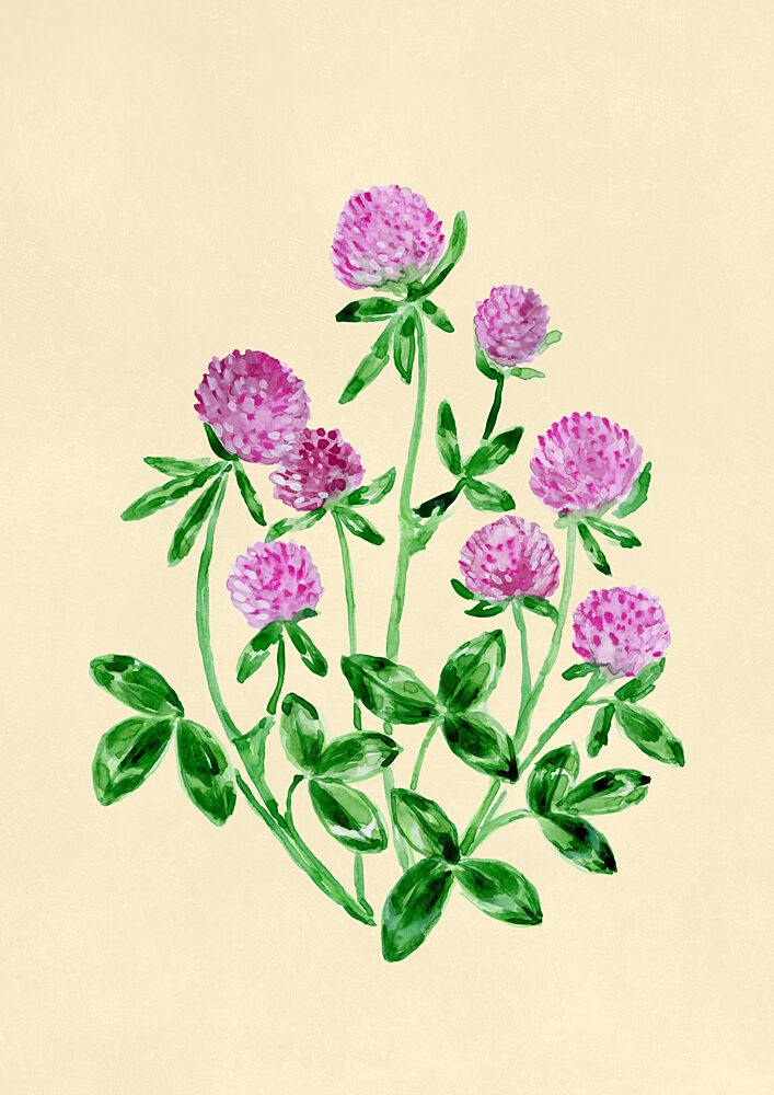 Pink Clover Blooms art print by Rosana Laiz Blursbyai for $57.95 CAD