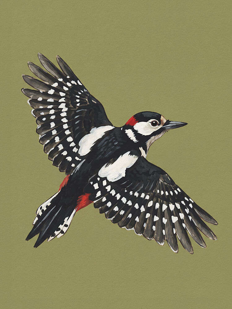 Great Spotted Woodpecker Flight art print by Andreas Magnusson for $57.95 CAD