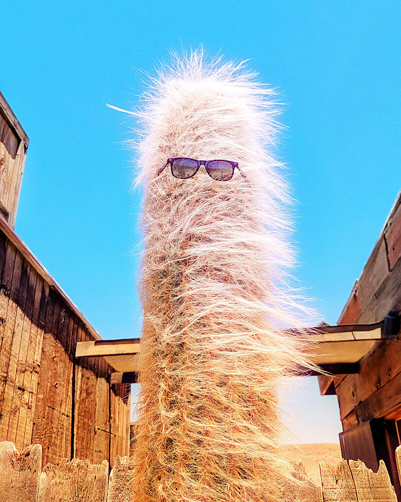Cool Cactus Sunglasses art print by Tom Windeknecht for $57.95 CAD