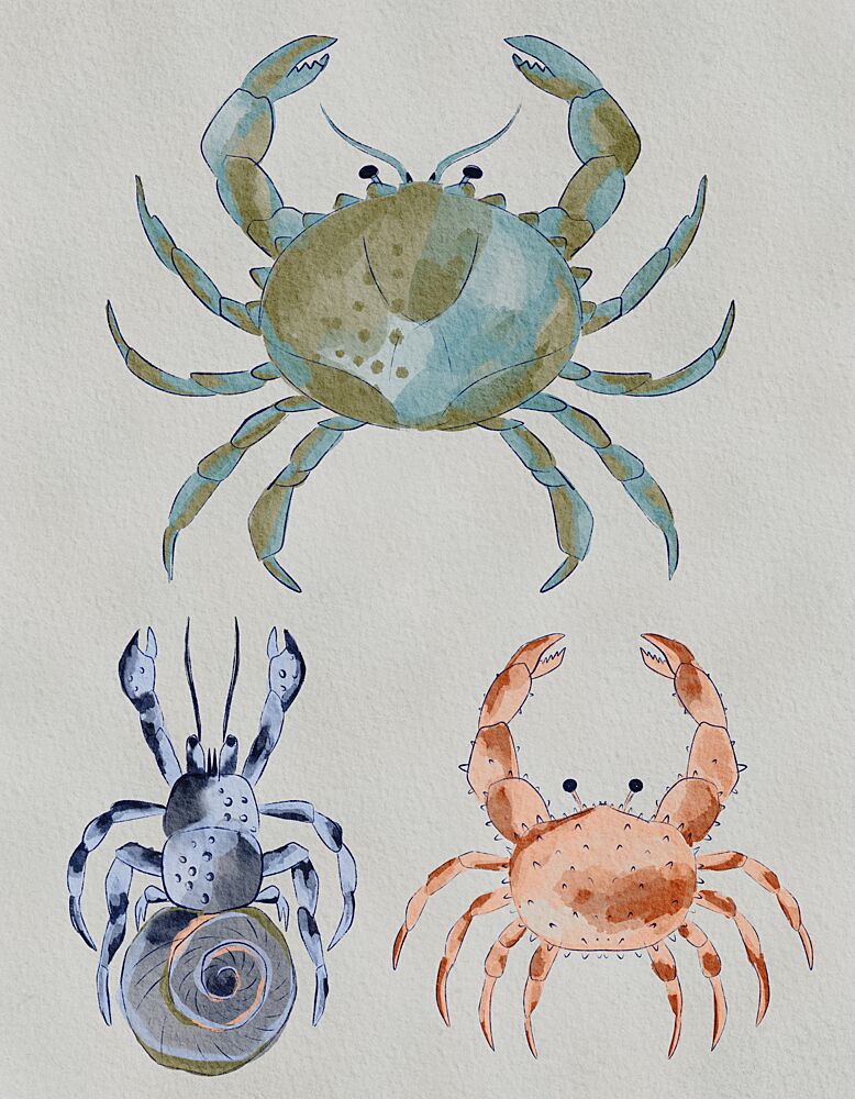 Ocean Crabs Watercolor art print by Nikita Jariwala for $57.95 CAD