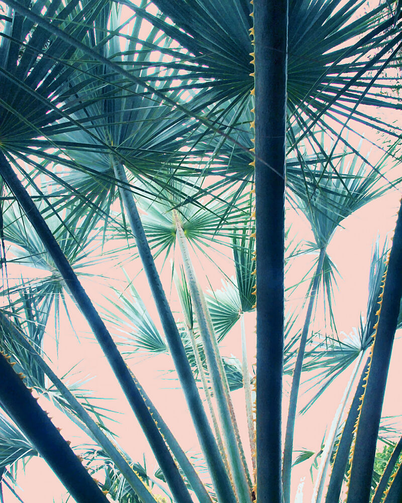 Serene Tropical Palm View art print by Uma Gokhale for $57.95 CAD