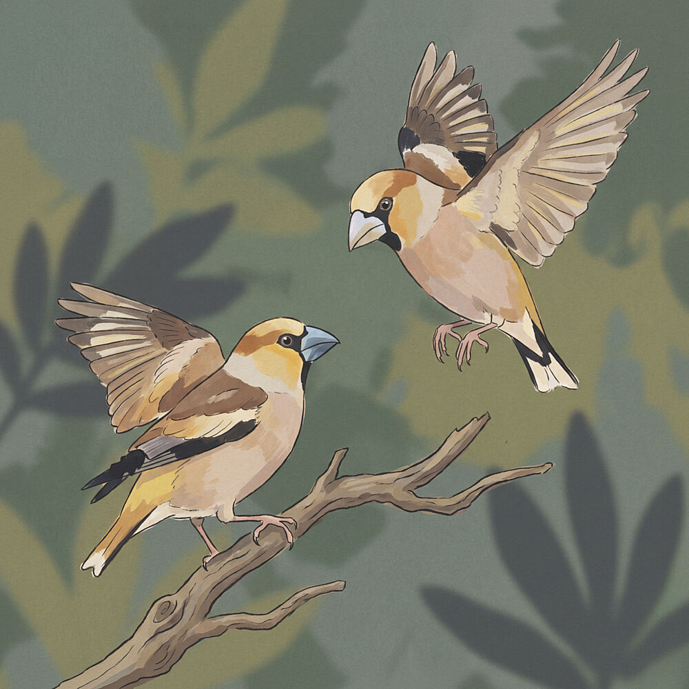 Hawfinches in Woodland art print by Andreas Magnusson for $57.95 CAD