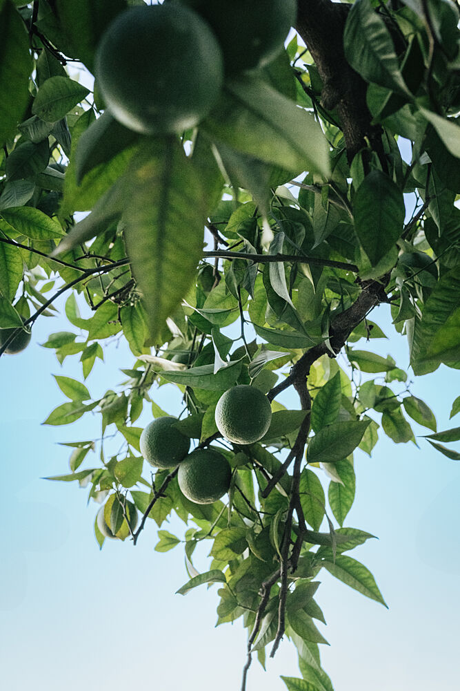 Green Fruit Tree art print by Aimee Giles for $57.95 CAD