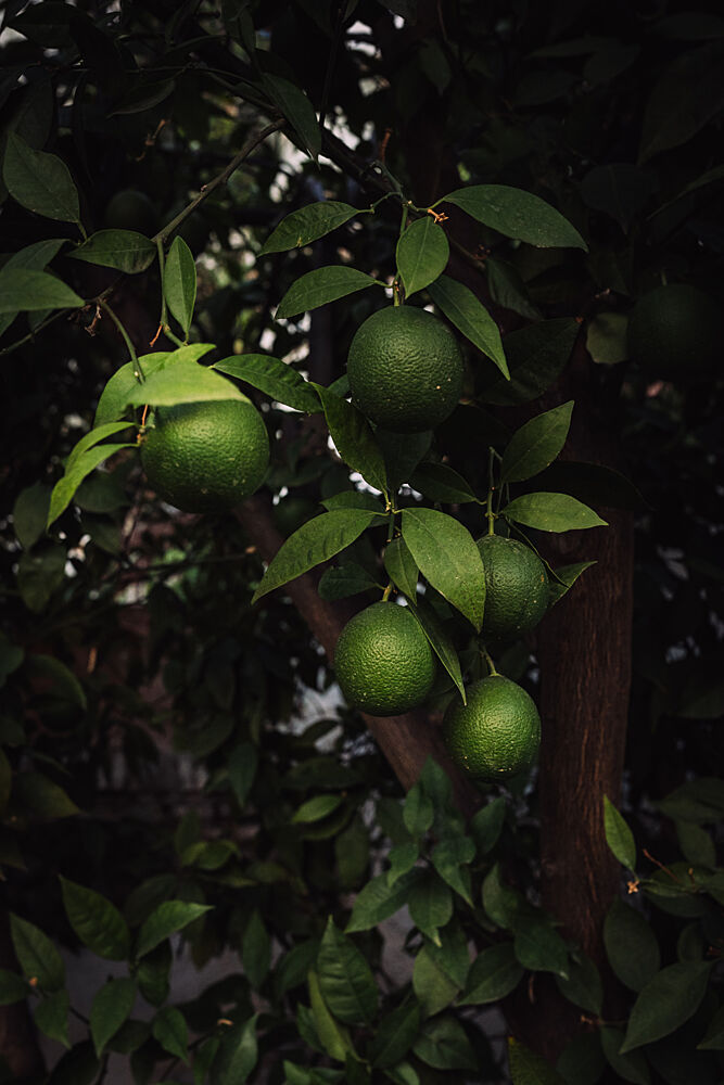 Lush Green Fruits art print by Aimee Giles for $57.95 CAD