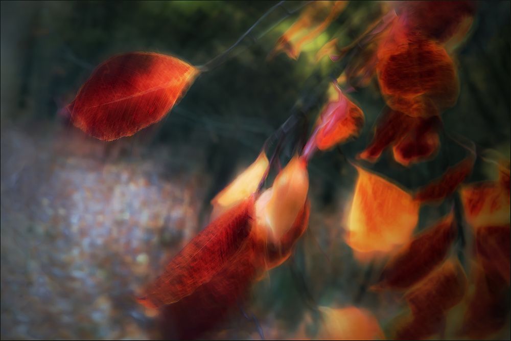 Windy Light art print by Gilbert Claes for $57.95 CAD