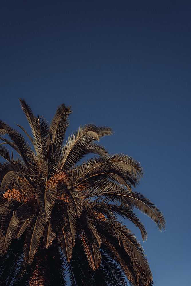 Warm Tropical Palm Sky art print by Aimee Giles for $57.95 CAD