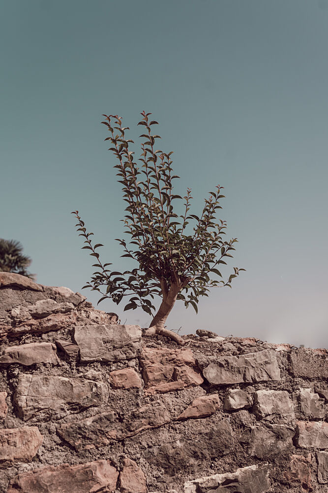 Resilient Tree on Stone art print by Aimee Giles for $57.95 CAD