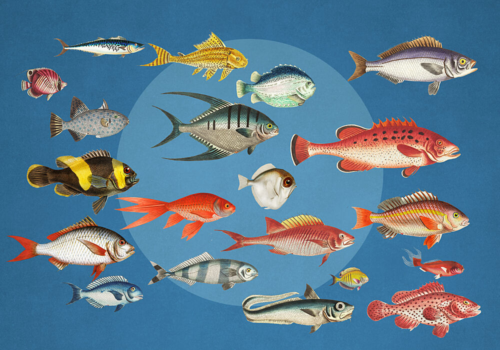 Colorful Ocean Fish Collection art print by Marja van den Hurk for $57.95 CAD