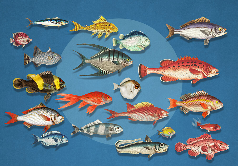 Colorful Marine Fish Collection art print by Marja van den Hurk for $57.95 CAD