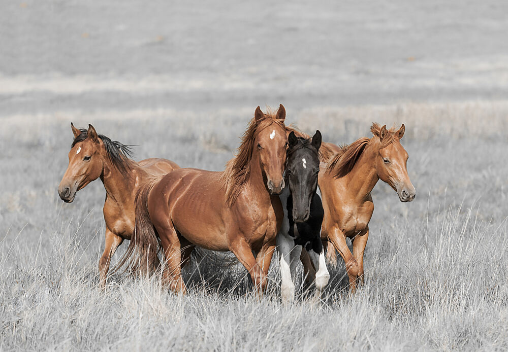 Wild Horse Family art print by Linda Louw for $57.95 CAD