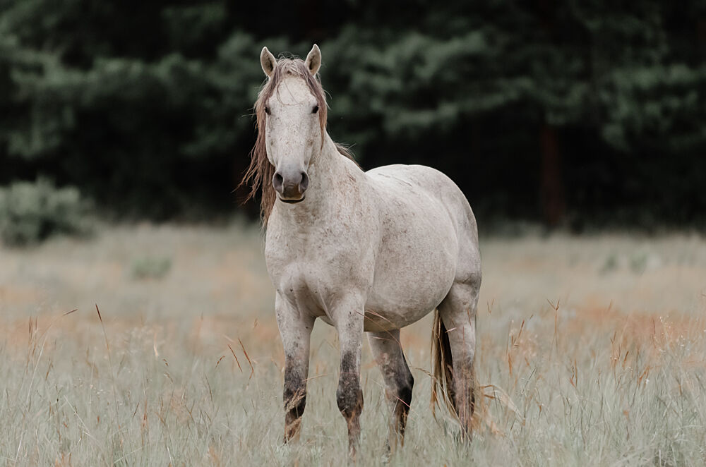 Majestic Grey Horse art print by Linda Louw for $57.95 CAD