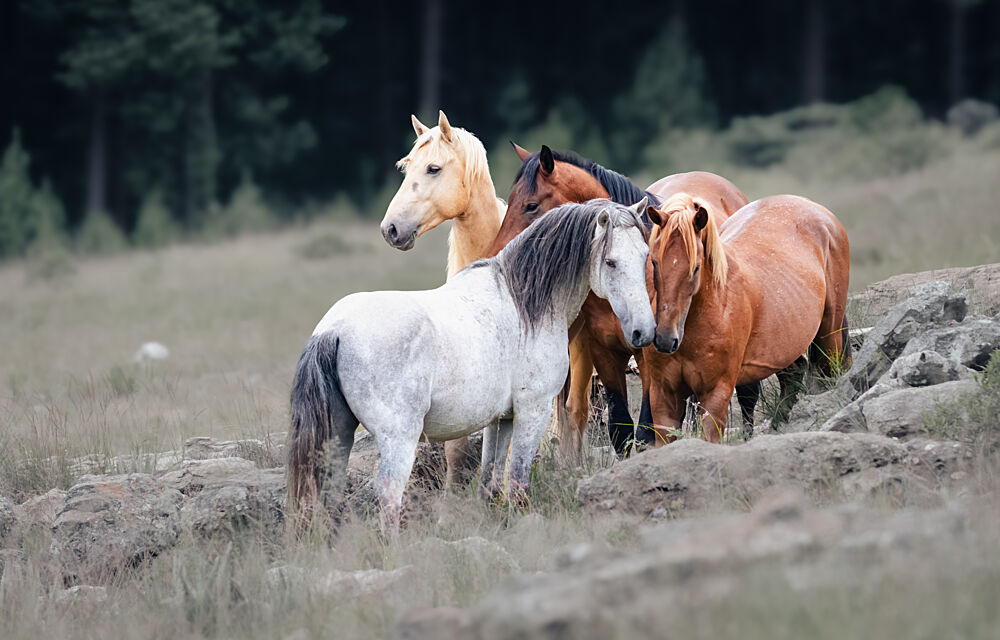 Forest Horses Group art print by Linda Louw for $57.95 CAD