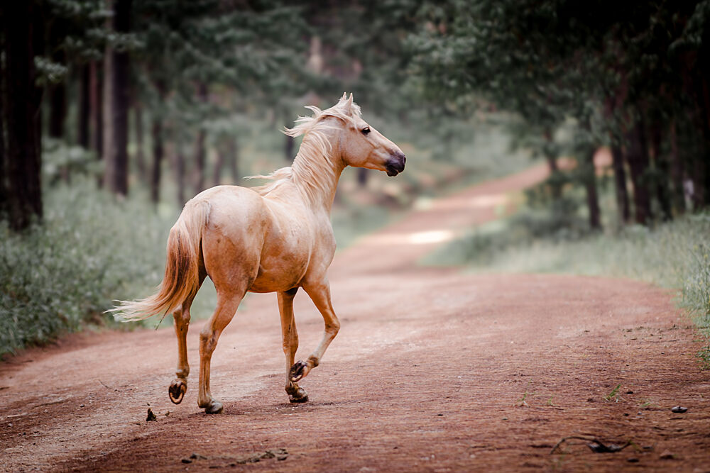Golden Horse Trot art print by Linda Louw for $57.95 CAD