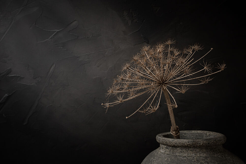 Rustic Dried Bloom art print by Mayra Pama for $57.95 CAD