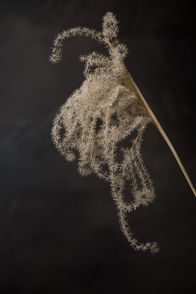 Delicate Dried Botanical art print by Mayra Pama for $57.95 CAD