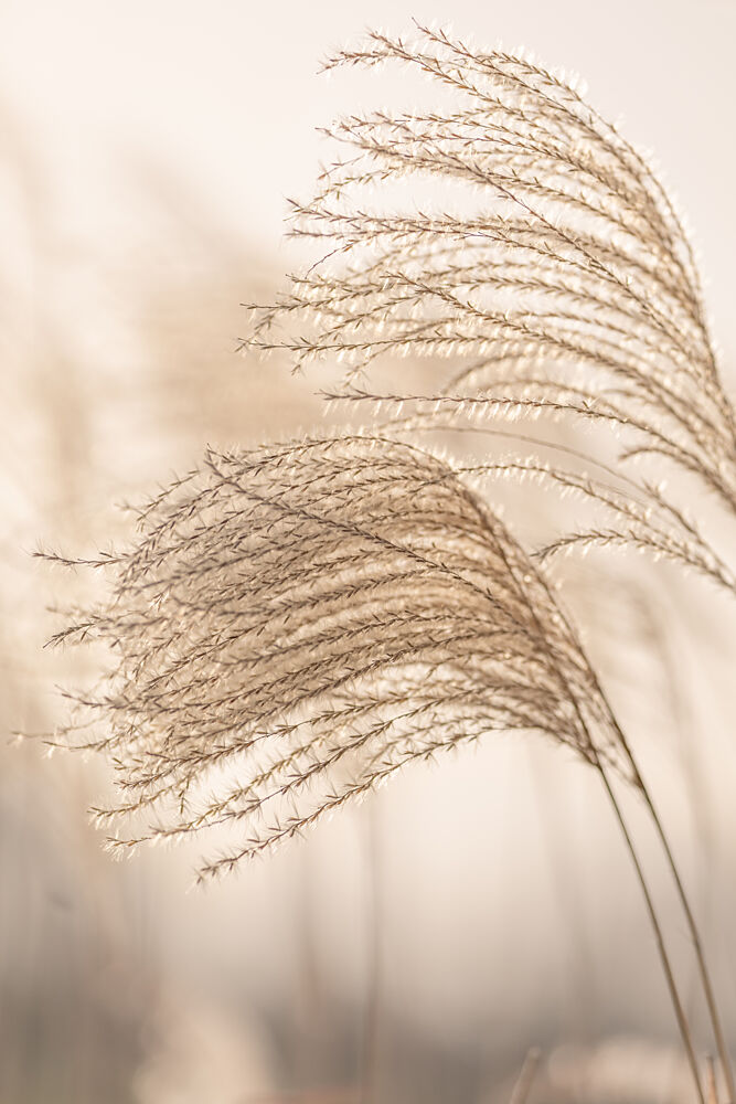 Whispering Golden Grass art print by Mayra Pama for $57.95 CAD