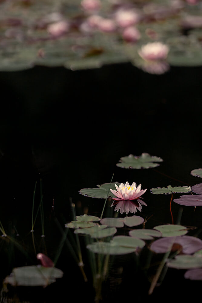 Serene Pink Lily Pond art print by Mayra Pama for $57.95 CAD