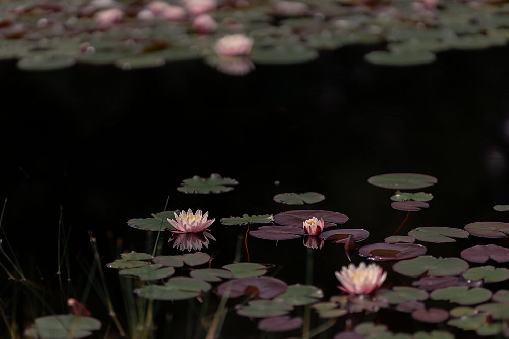 Serene Pink Water Lilies art print by Mayra Pama for $57.95 CAD