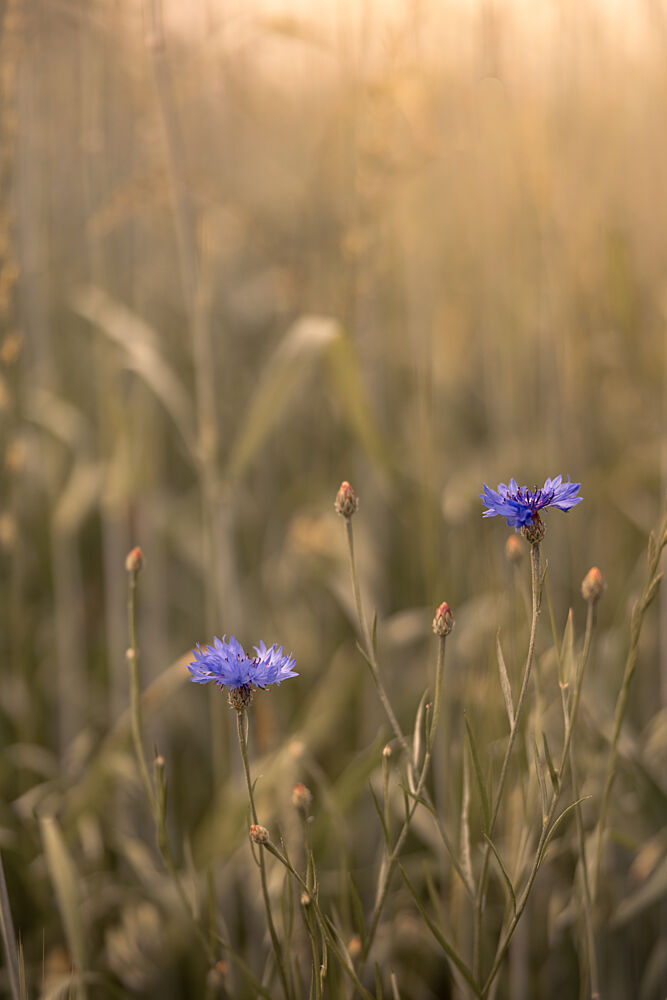 Golden Summer Cornflowers art print by Mayra Pama for $57.95 CAD