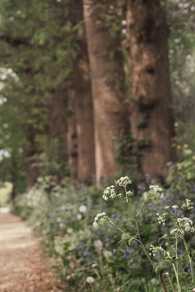 Dreamy Woodland Path art print by Mayra Pama for $57.95 CAD