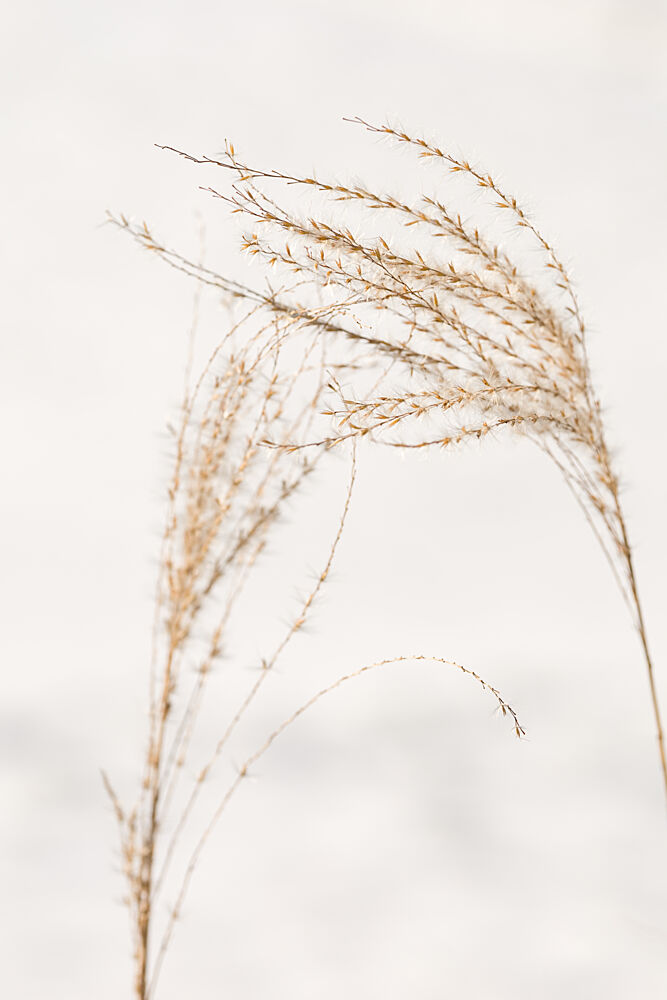 Delicate Winter Grass art print by Mayra Pama for $57.95 CAD