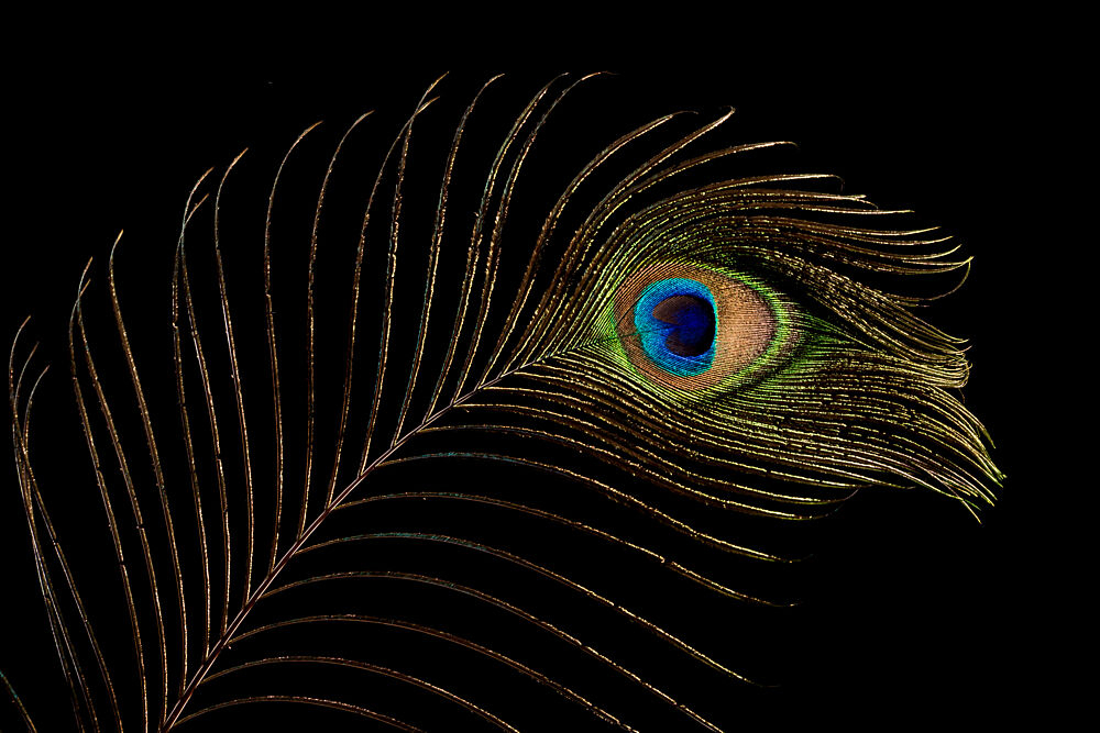 Iridescent Peacock Eye Feather art print by Mayra Pama for $57.95 CAD