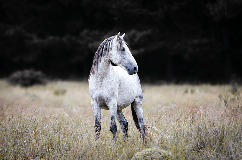 Majestic Wild Horse art print by Linda Louw for $57.95 CAD