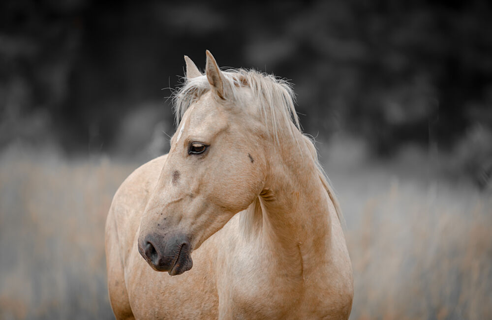 Serene Palomino Horse art print by Linda Louw for $57.95 CAD