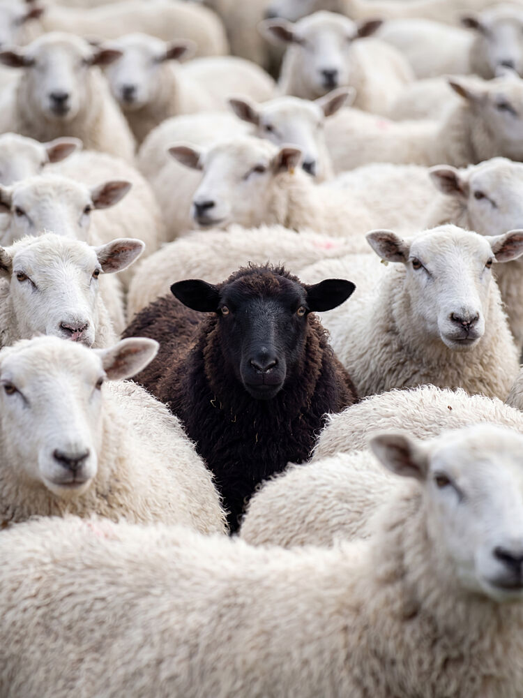 One Black Sheep art print by Andreas Magnusson for $57.95 CAD