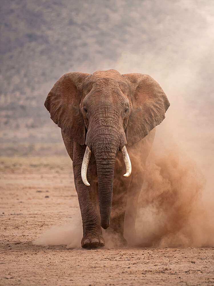 Powerful Dusty Elephant art print by Andreas Magnusson for $57.95 CAD