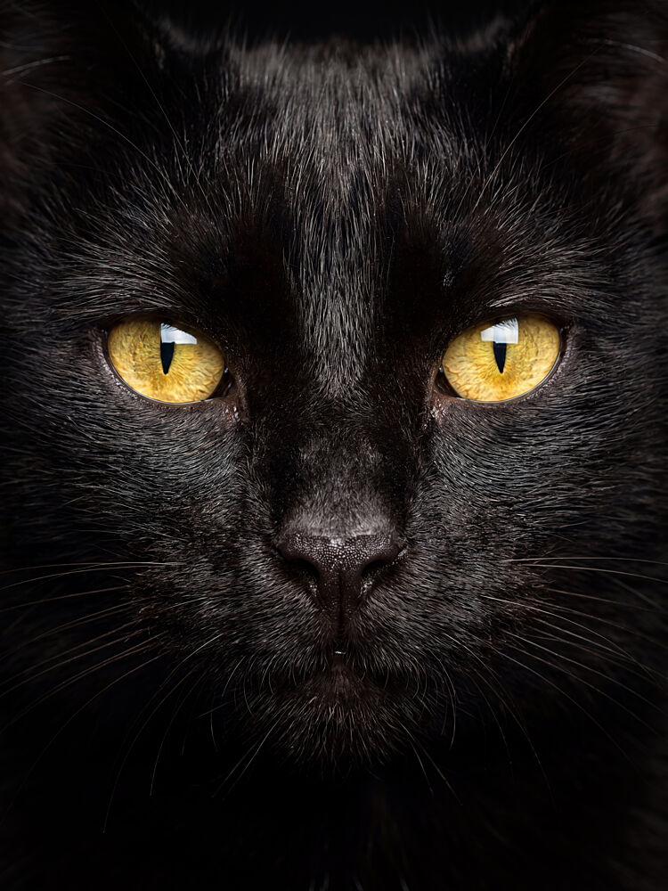 Black Cat Golden Eyes art print by Andreas Magnusson for $57.95 CAD