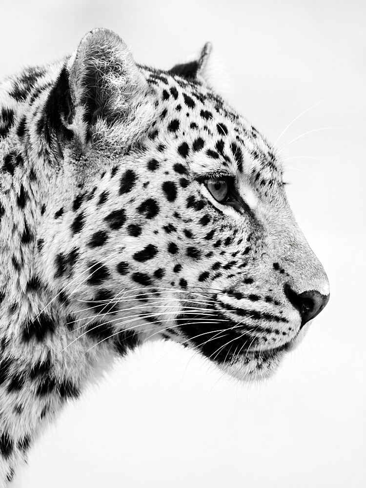 Elegant Black White Leopard art print by Andreas Magnusson for $57.95 CAD