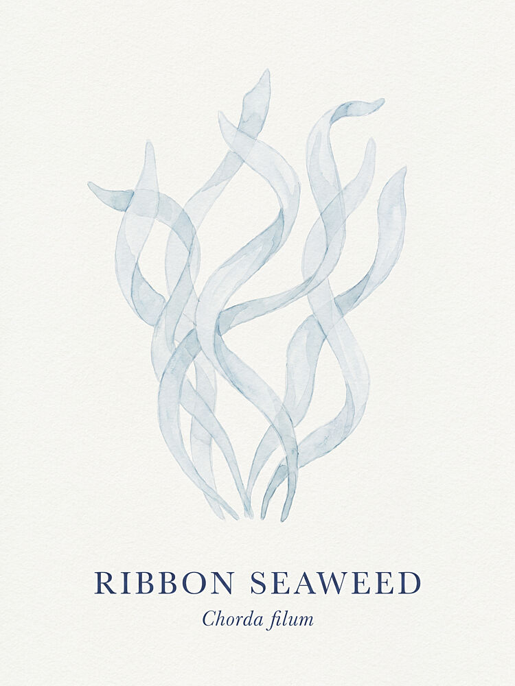 Ribbon Seaweed Watercolor art print by Andreas Magnusson for $57.95 CAD