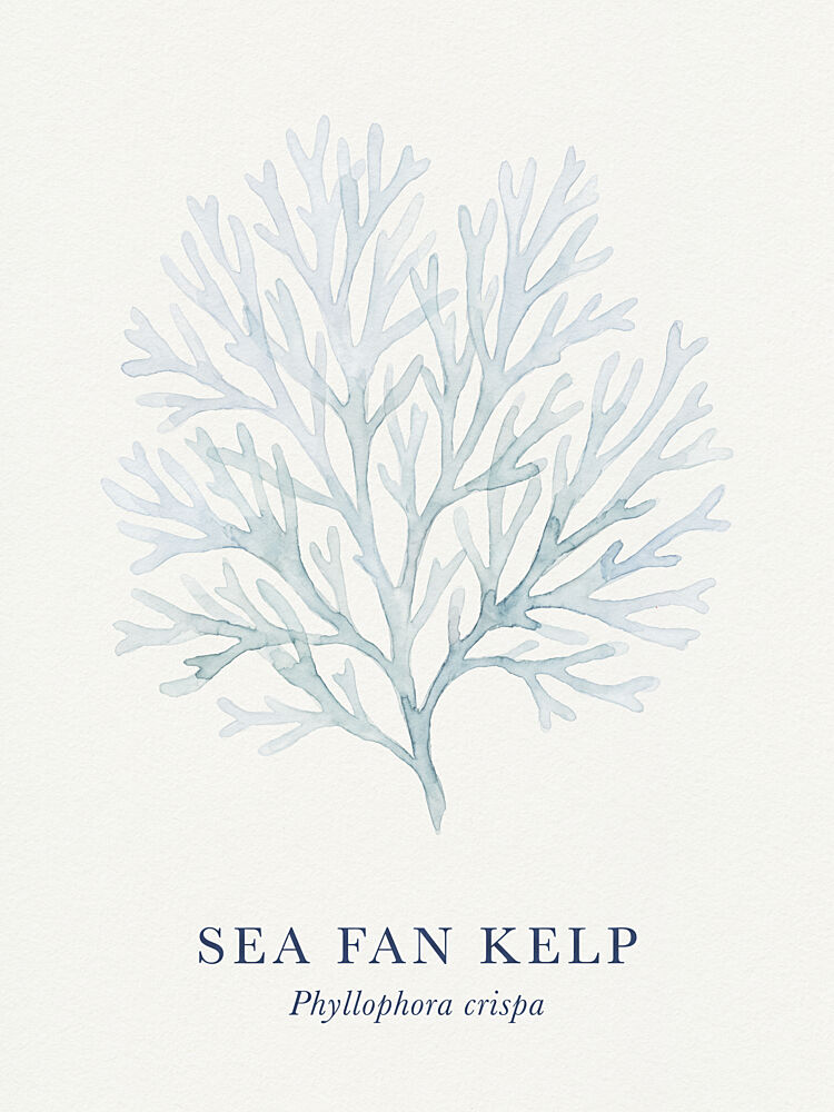 Sea Fan Kelp art print by Andreas Magnusson for $57.95 CAD