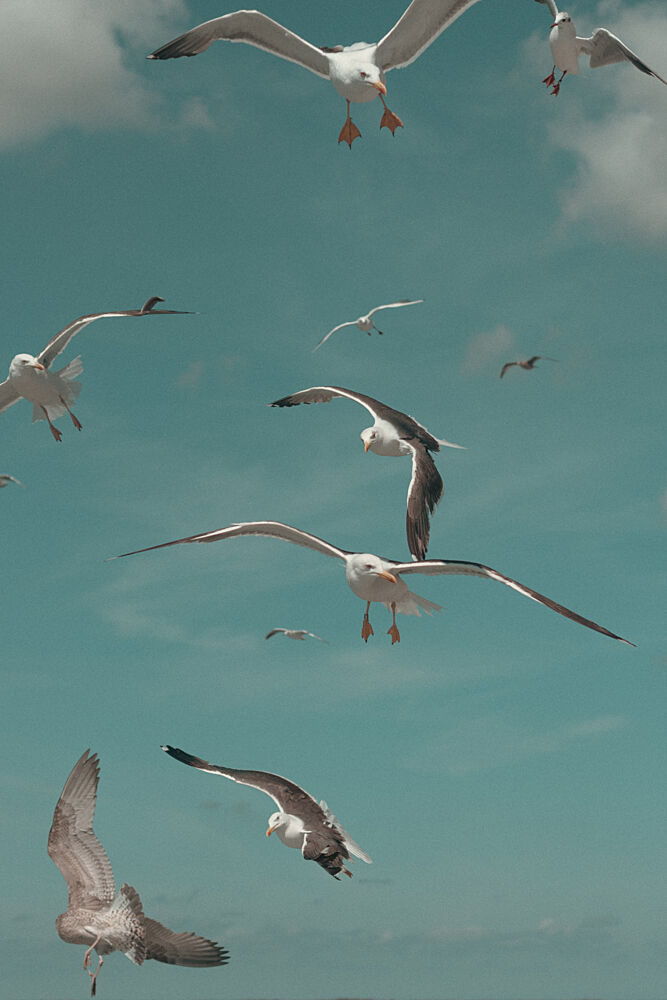 Seagulls Soaring Sky art print by Aimee Giles for $57.95 CAD