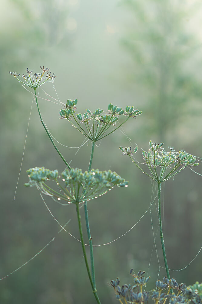 Green Morning Mist art print by Aimee Giles for $57.95 CAD