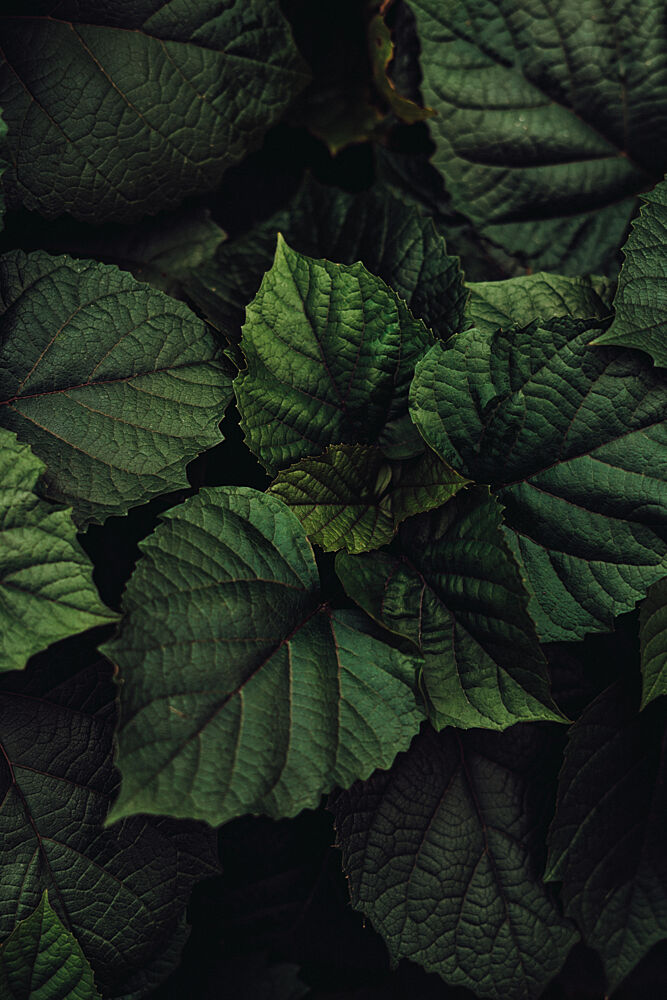 Lush Green Foliage art print by Aimee Giles for $57.95 CAD