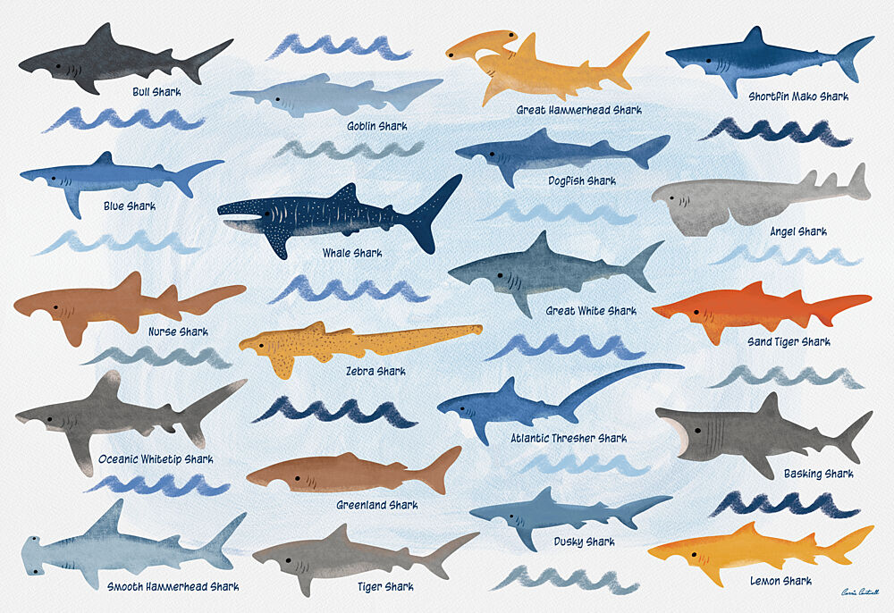 Oceanic Shark Species art print by Carrie Cantwell for $57.95 CAD