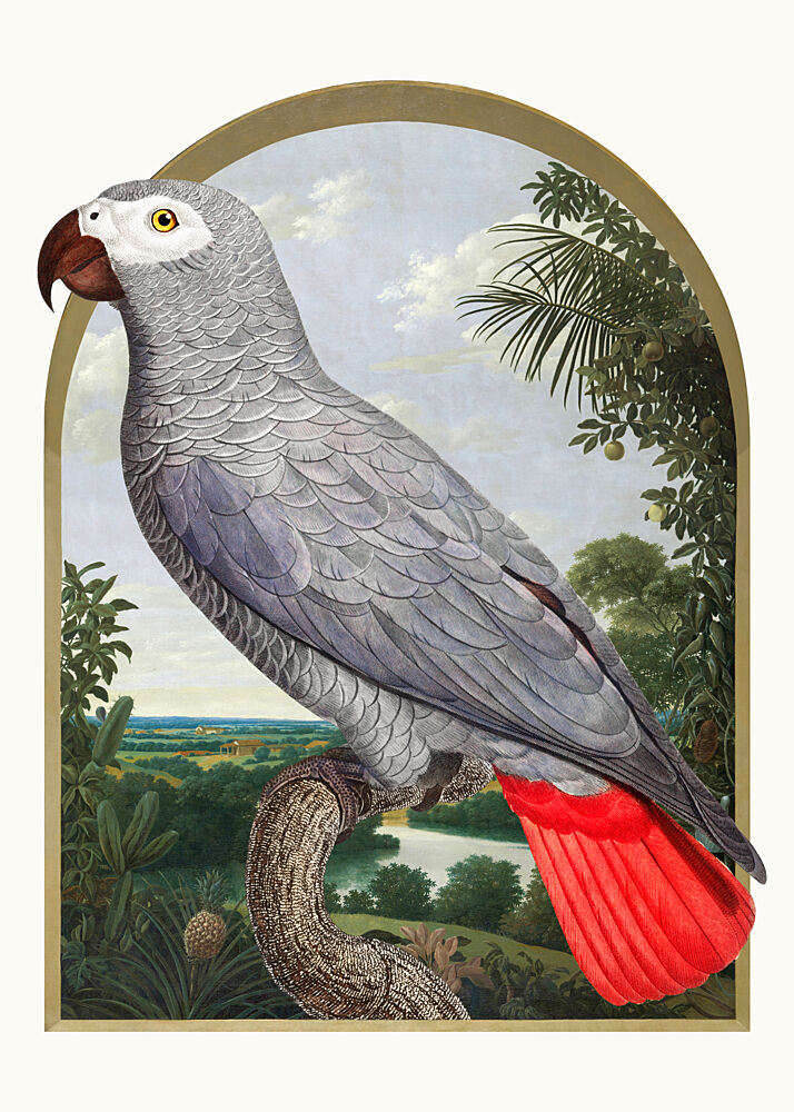 African Grey Tropical Parrot art print by Marja van den Hurk for $57.95 CAD