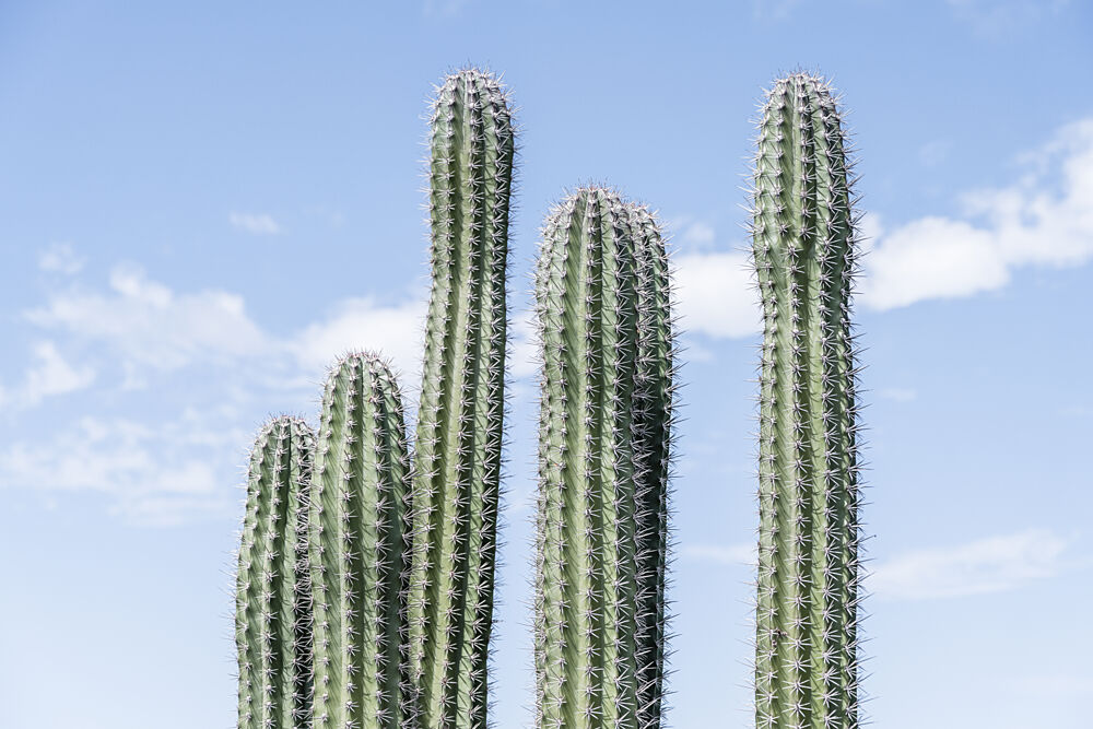 Tall Green Cacti art print by Photolovers for $57.95 CAD