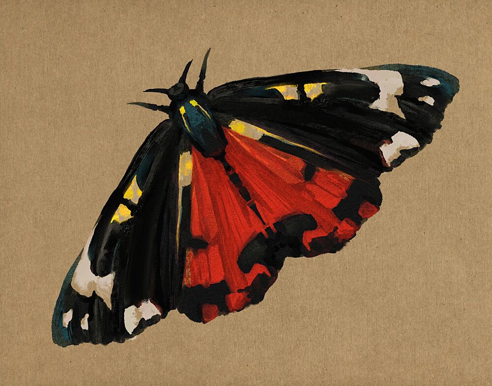Striking Red Moth art print by Josie George for $57.95 CAD